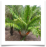 NEncephalartos_gratus01