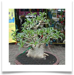 adAdenium-Thai-Socotranum[1]