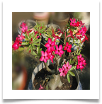 adenium-18[1]