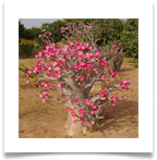 adenium-baobab[1]