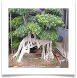 bSAM_0372 (2) - Copy